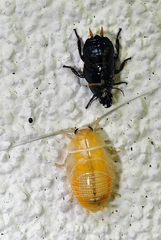 Ellipsidion australe