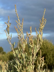 Atriplex paludosa