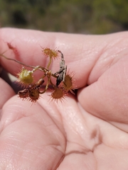 Drosera peltata