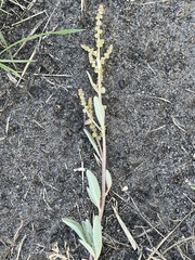 Atriplex paludosa
