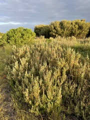 Atriplex paludosa