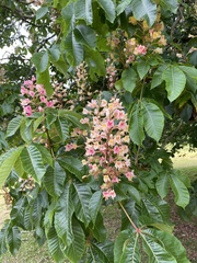 Aesculus × carnea