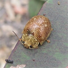 Paropsis