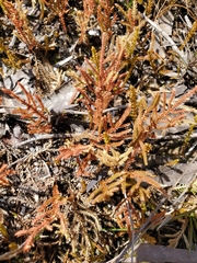 Selaginella uliginosa