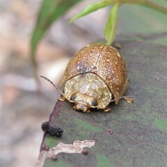Paropsis