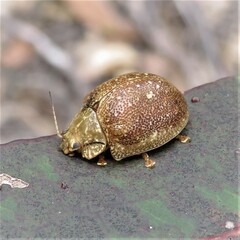 Paropsis