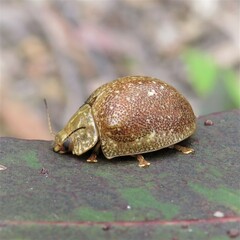 Paropsis