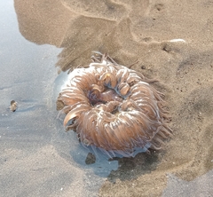 Paracondylactis sinensis