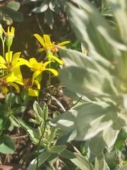 Senecio pterophorus