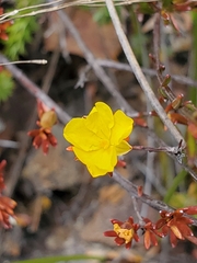 Hibbertia pustulata