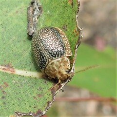 Paropsis omphale
