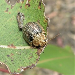 Paropsis omphale