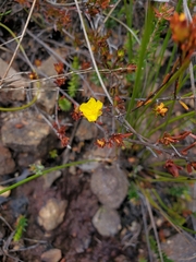 Hibbertia pustulata