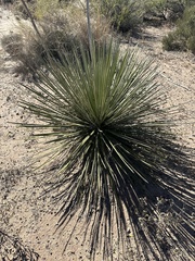 Yucca angustissima