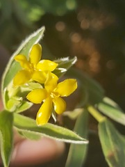 Lasiosiphon capitatus