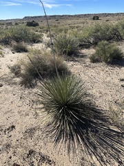 Yucca angustissima