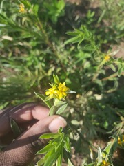 Lasiosiphon capitatus