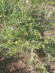 Lasiosiphon capitatus