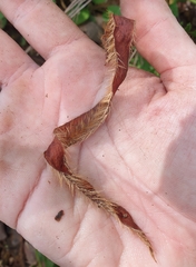 Dipterocarpaceae