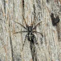 Nyssus coloripes