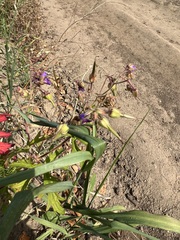 Geranium platyanthum