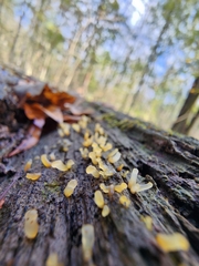 Dacrymyces capitatus