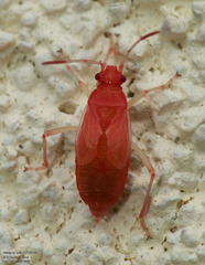 Ceratocapsus