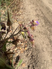 Geranium platyanthum