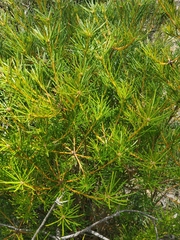 Banksia spinulosa