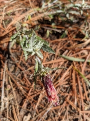 Cirsium arizonicum