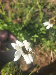 Callilepis laureola