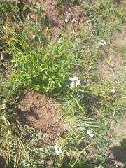 Callilepis laureola