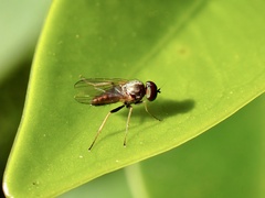 Dolichopodidae