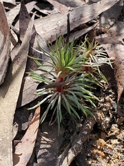 Stylidium lineare