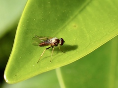 Dolichopodidae