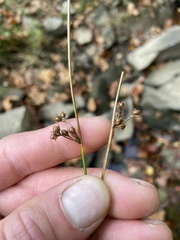 Juncus coriaceus