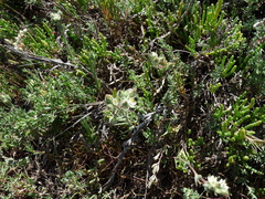 Spergularia macrotheca
