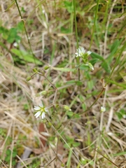 Cerastium glomeratum