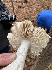Amanita cokeri