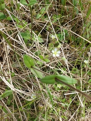 Cerastium glomeratum