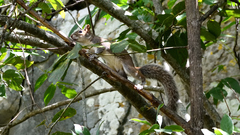 Sciurus alleni