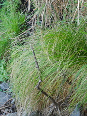 Carex flagellifera
