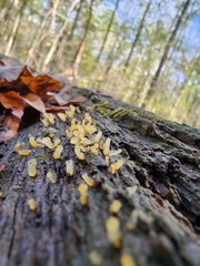 Dacrymyces capitatus