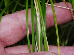 Carex flagellifera