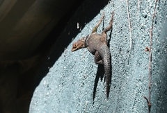 Sceloporus cyanogenys