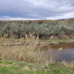 Phragmites australis altissimus