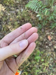 Kellochloa verrucosa