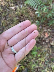 Kellochloa verrucosa