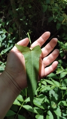 Persicaria stelligera