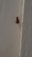 Acrolophus walsinghami